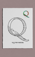 Illustration of the letter Q for quetzal