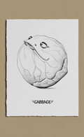 cabbage